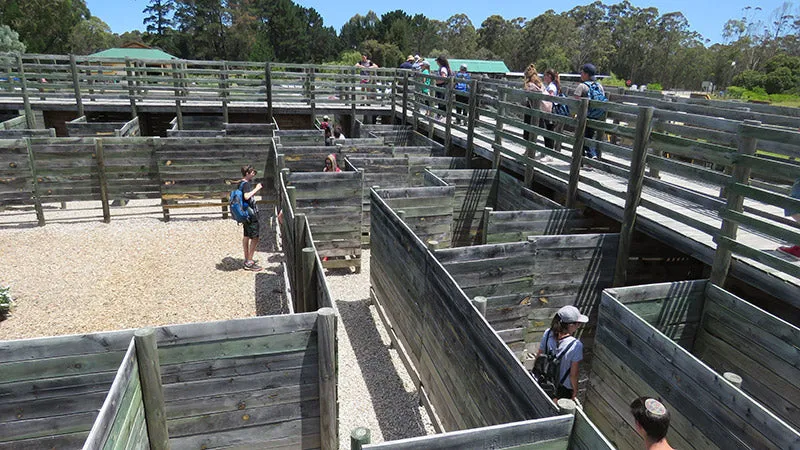 3D Maze and Puzzle Walk Garden Route